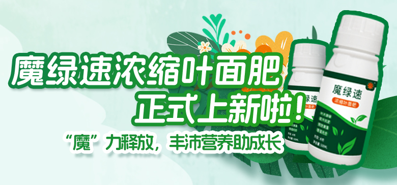豐沛營(yíng)養(yǎng)助成長(zhǎng)！魔綠速濃縮葉面肥上新啦